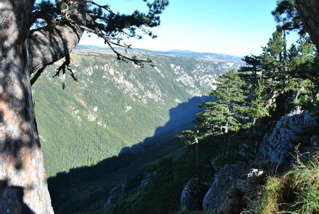 Underwoods Zabljak Guesthouse Экстерьер фото